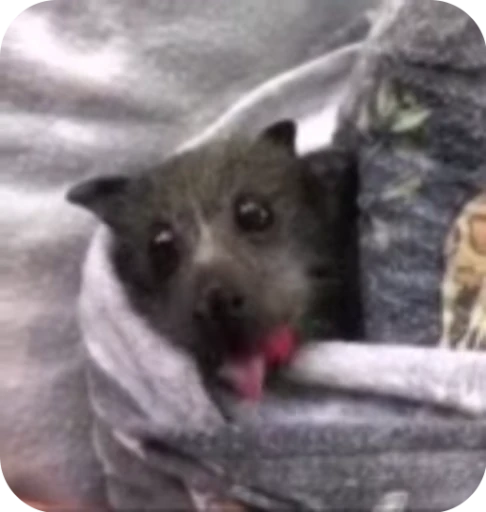 🍓 Стикер «Bats» для Telegram