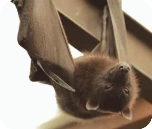 😴 Стикер «Bats» для Telegram