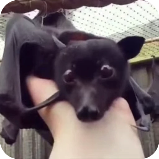 🥹 Стикер «Bats» для Telegram
