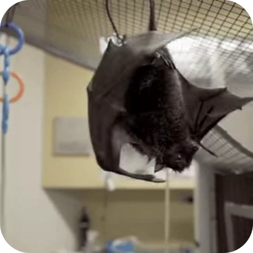 👋 Стикер «Bats» для Telegram