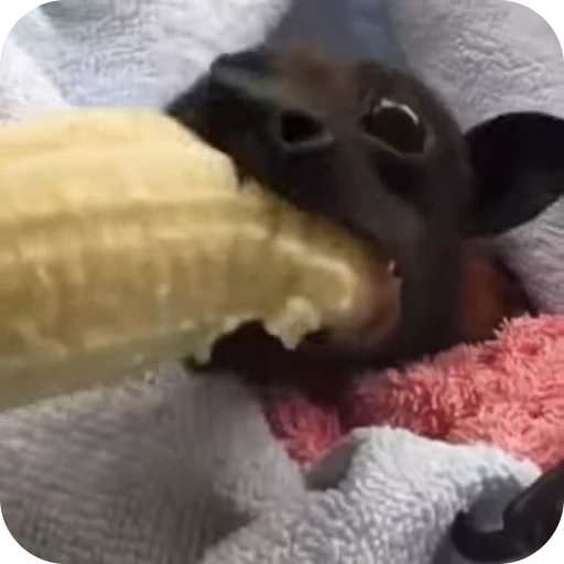🍌 Стикер «Bats» для Telegram