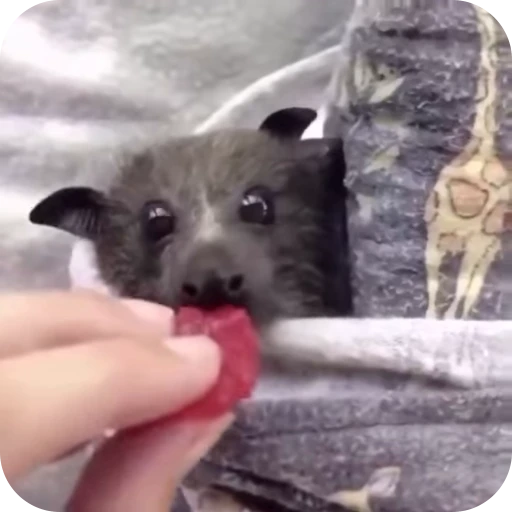 ❤️ Стикер «Bats» для Telegram