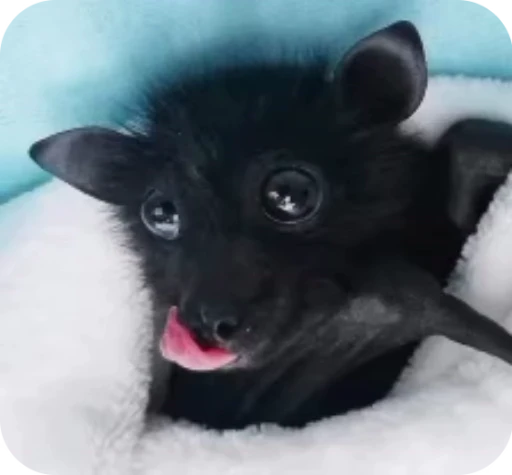 😋 Стикер «Bats» для Telegram