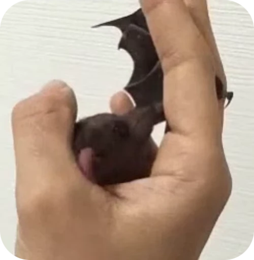 👅 Стикер «Bats» для Telegram