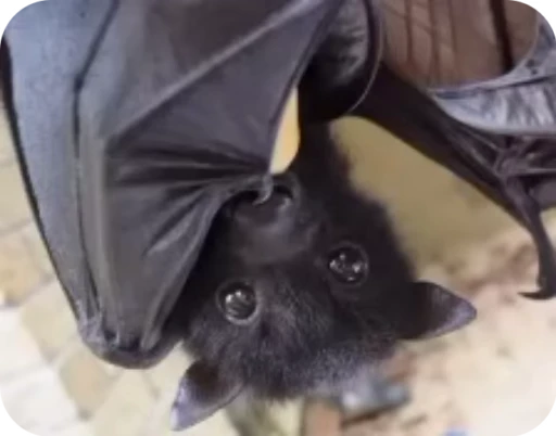 🤪 Стикер «Bats» для Telegram