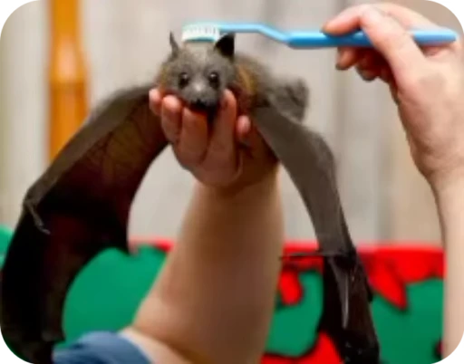 ☺️ Стикер «Bats» для Telegram