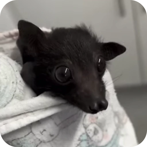 😳 Стикер «Bats» для Telegram