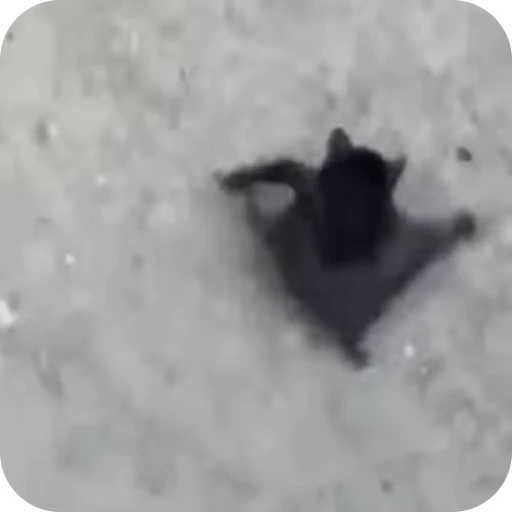 🏃‍♀️ Стикер «Bats» для Telegram