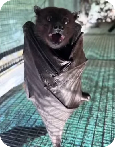 🌟 Стикер «Bats» для Telegram