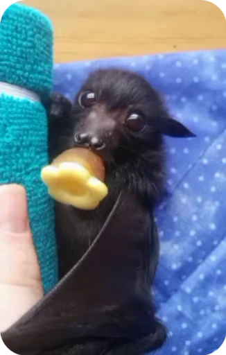 🥺 Стикер «Bats» для Telegram