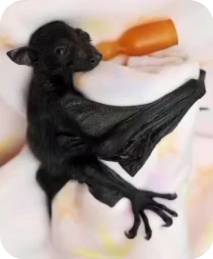 😈 Стикер «Bats» для Telegram