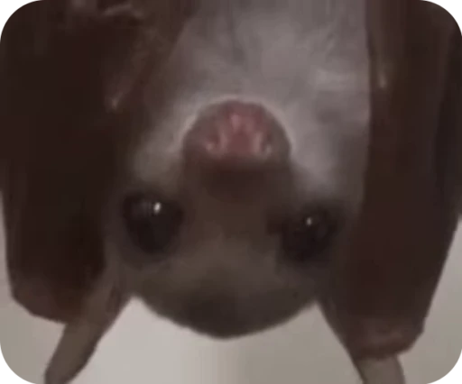 😉 Стикер «Bats» для Telegram