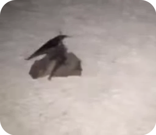 Стикерпак Bats для Telegram