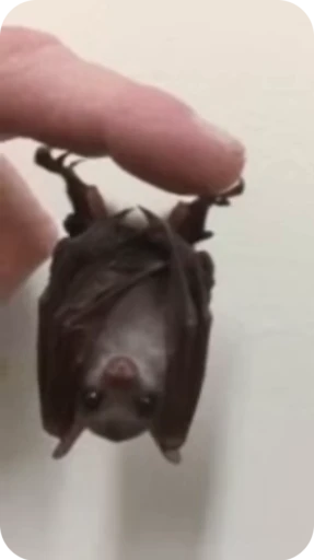 🙃 Стикер «Bats» для Telegram