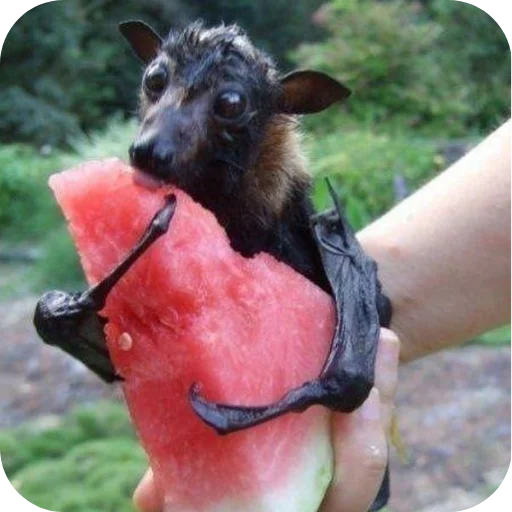 👍 Стикер «Bats» для Telegram