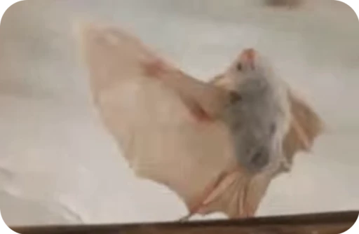 🤪 Стикер «Bats» для Telegram