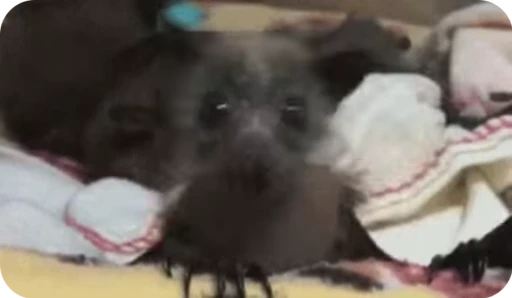 🥰 Стикер «Bats» для Telegram