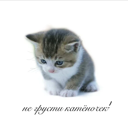 😭 Стикер «Pinoccio» для Telegram