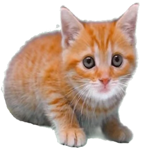 🐱 Стикер «CrazyMix» для Telegram