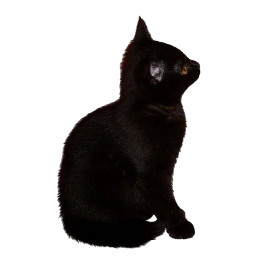 🐈‍⬛ Стикер «miy 1 0» для Telegram