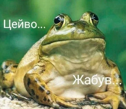 🐸 Стикер «Будні екологів» для Telegram