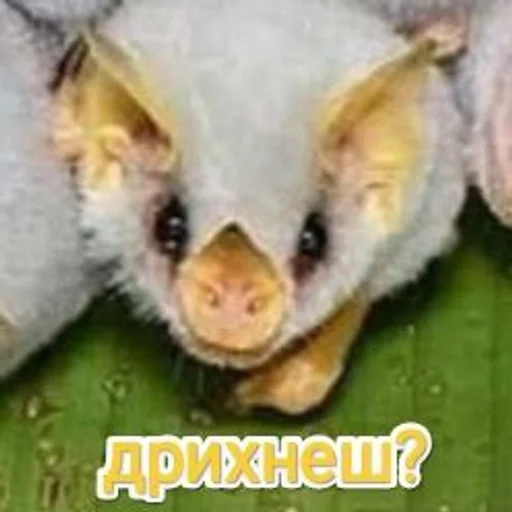 🐥 Стикер «Будні екологів» для Telegram