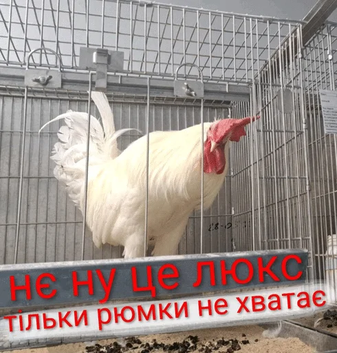 💊 Стикер «Будні екологів» для Telegram