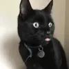 😄 Эмодзи «Cat memes» для Telegram