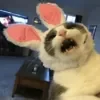 Стикерпак Cat memes для Telegram