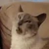 😄 Эмодзи «Cat memes» для Telegram