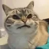 😄 Эмодзи «Cat memes» для Telegram