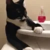 😄 Эмодзи «Cat memes» для Telegram