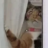 😄 Эмодзи «Cat memes» для Telegram
