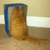😄 Эмодзи «Cat memes» для Telegram
