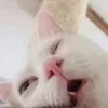 😄 Эмодзи «Cat memes» для Telegram