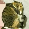 😄 Эмодзи «Cat memes» для Telegram
