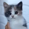 😄 Эмодзи «Cat memes» для Telegram