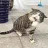 😄 Эмодзи «Cat memes» для Telegram