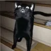 😄 Эмодзи «Cat memes» для Telegram