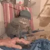 😄 Эмодзи «Cat memes» для Telegram