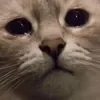 😄 Эмодзи «Cat memes» для Telegram