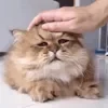😄 Эмодзи «Cat memes» для Telegram