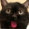 😄 Эмодзи «Cat memes» для Telegram
