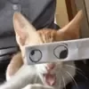 😄 Эмодзи «Cat memes» для Telegram