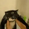 😄 Эмодзи «Cat memes» для Telegram