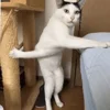 😄 Эмодзи «Cat memes» для Telegram
