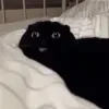 😄 Эмодзи «Cat memes» для Telegram
