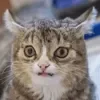 😄 Эмодзи «Cat memes» для Telegram