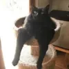 😄 Эмодзи «Cat memes» для Telegram