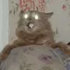 😄 Эмодзи «Cat memes» для Telegram